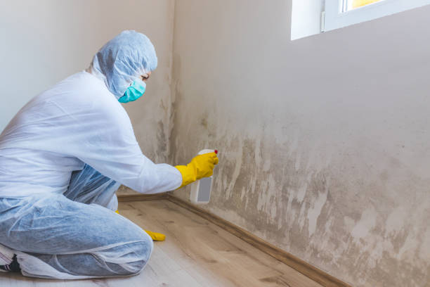 Licensed Mold Inspection service in Edmonds, WA - WQB Mold Removal