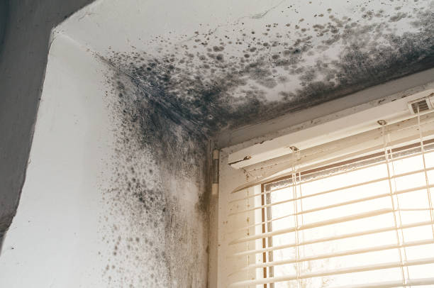 Affordable Mold Inspection solutions in Edmonds, WA